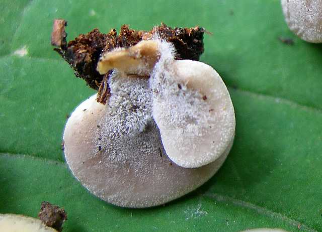 2005 :  Un anno di funghi